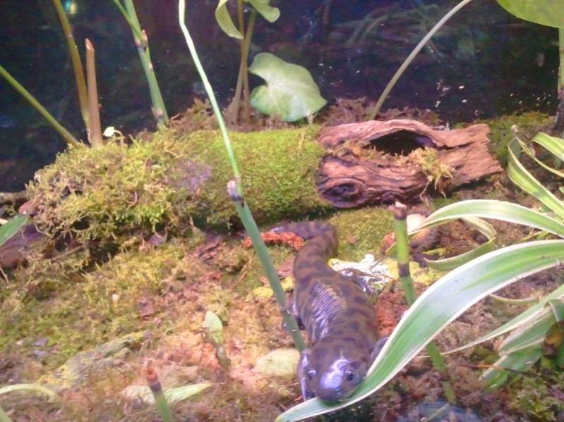 Tiger Salamander, Burtha

Begging for food at the glass XD