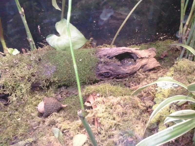 Tiger Salamander, Burtha

Chillin' in the log.