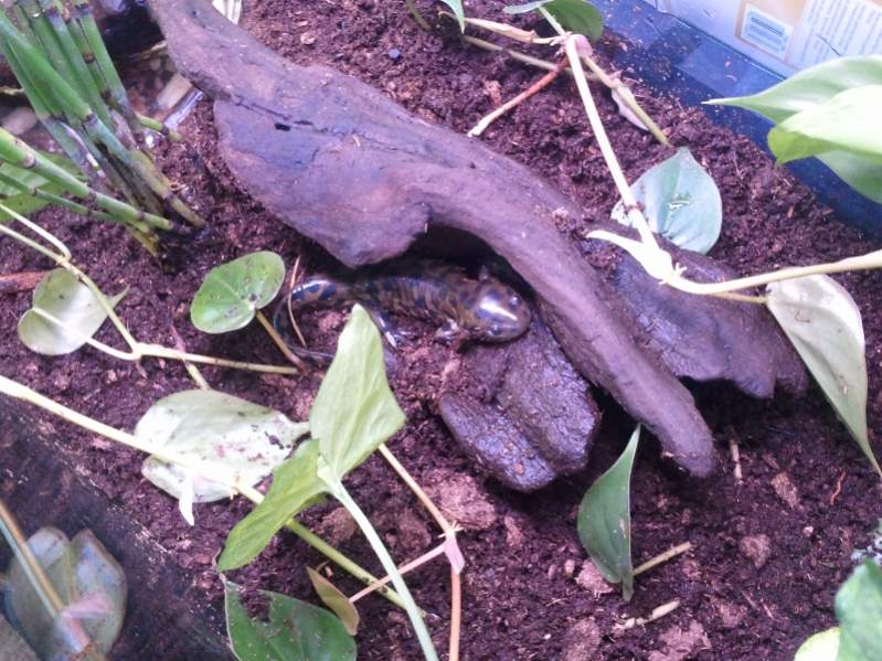 Tiger Salamander, Burtha

First few days out of water.
