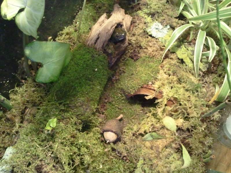 Tiger Salamander, Burtha

Just taking a look around from within the safety of the log :P