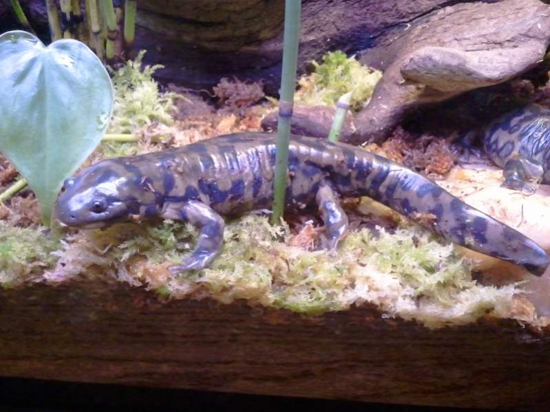 Tiger Salamander, Burtha