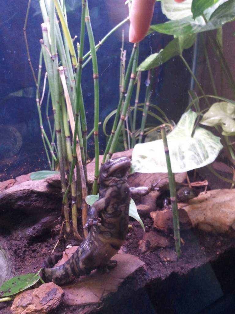 Tiger Salamander, Ernie

Begging for food/trying to eat my girlfriend's finger
