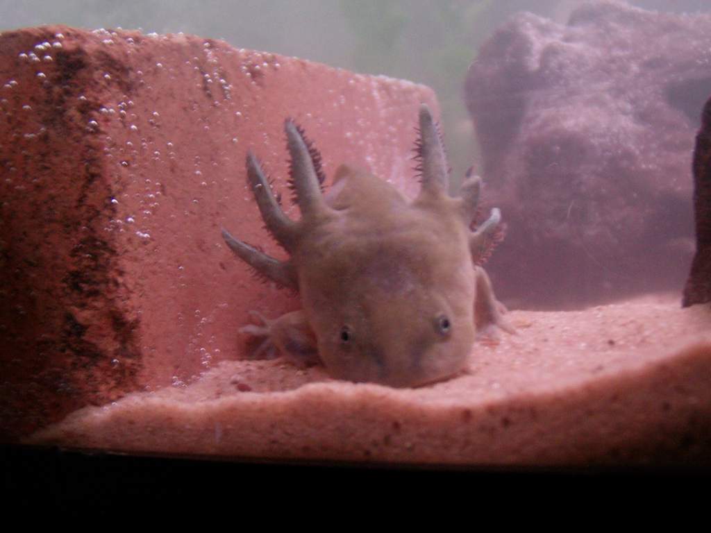 Tiger Salamander Larvae sweet face