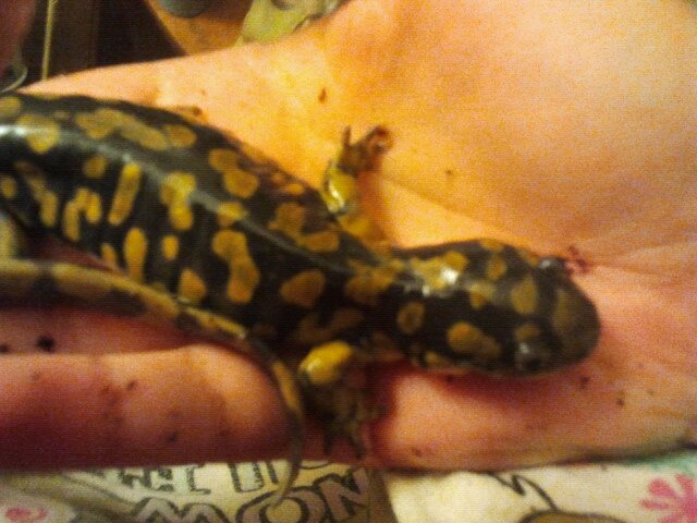 tiger salamander named speckles