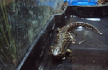 Tiger salamander