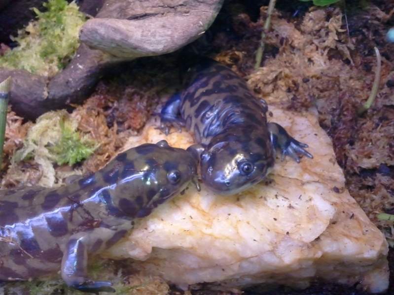 Tiger Salamanders, Burtha (left) & Ernie (right)

Having a special moment on the rock <3