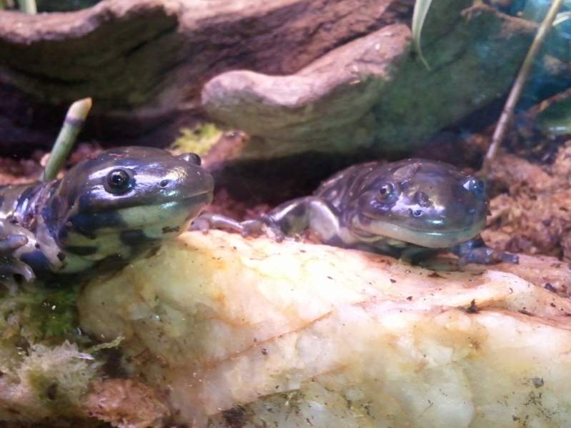Tiger Salamanders, Burtha (left) & Ernie (right)