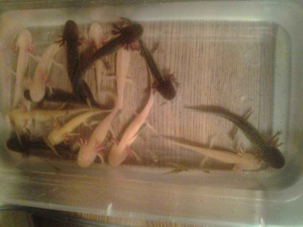 Time for a water change  :)  
The 3 gfp and leucistic in the back aren't available anymore.