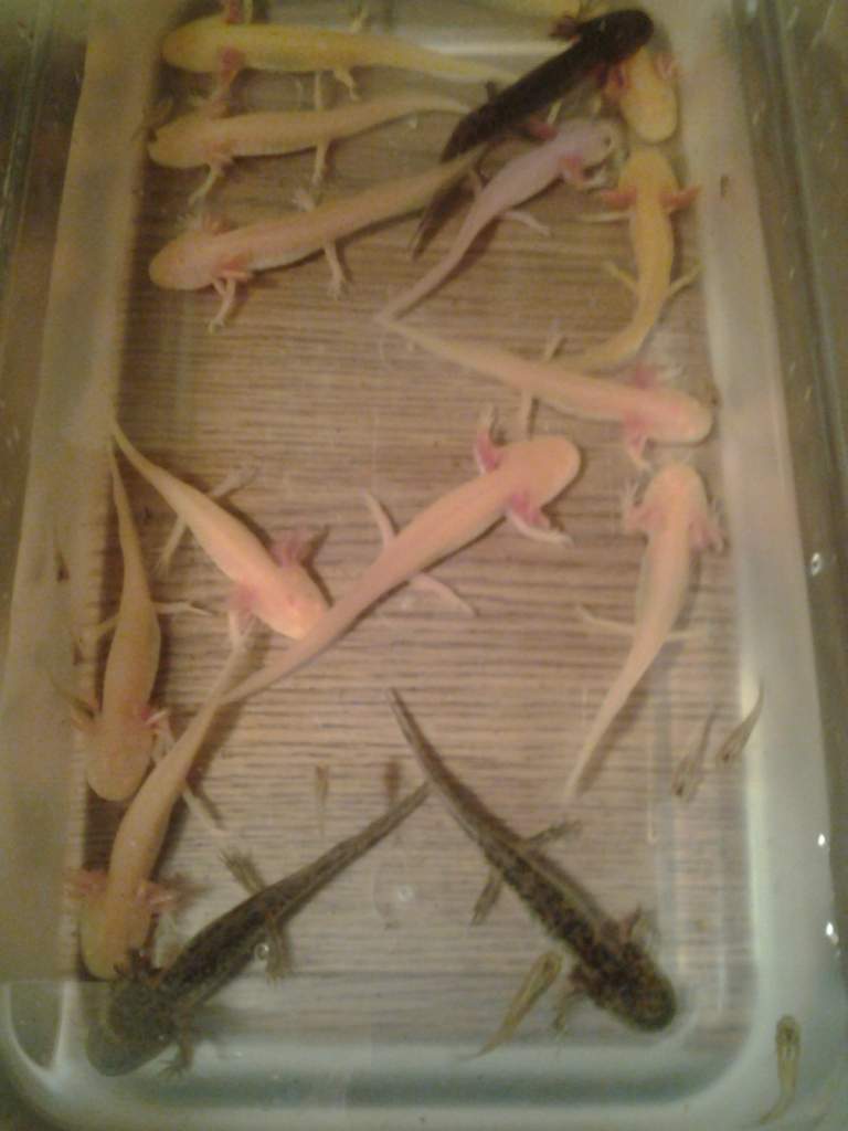 Time for a water change  :)  
The 3 gfp and leucistic in the back aren't available anymore.