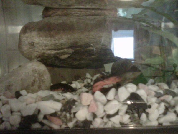 Timmy and Rocco saying good morning!