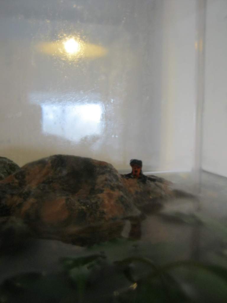 Timmy, King of the rock!
