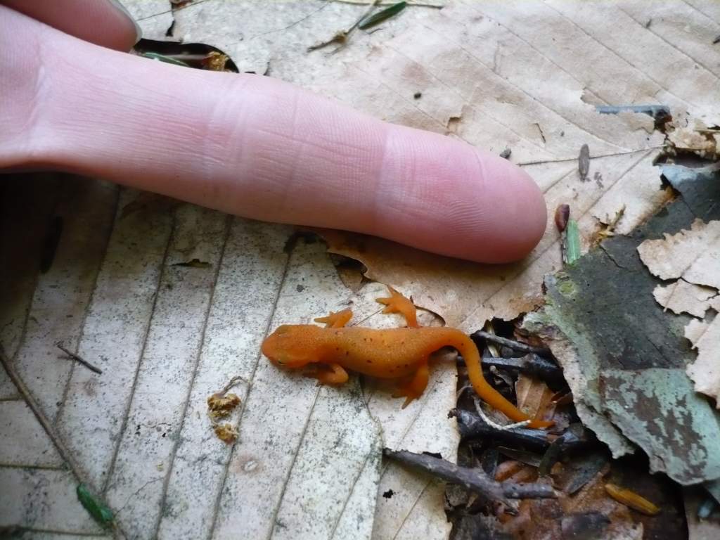 tiny! (eft)