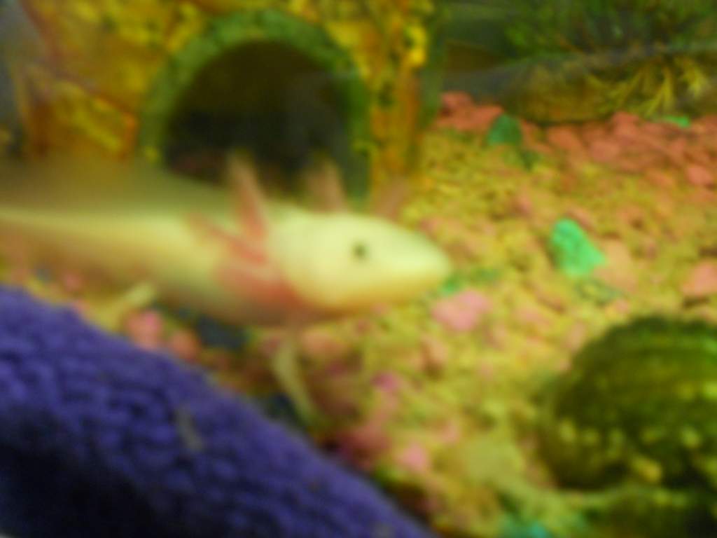 tiny little face