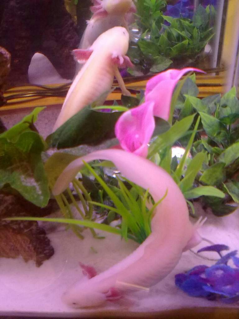 Tiny Tim is in the back, Jaws is in the front.