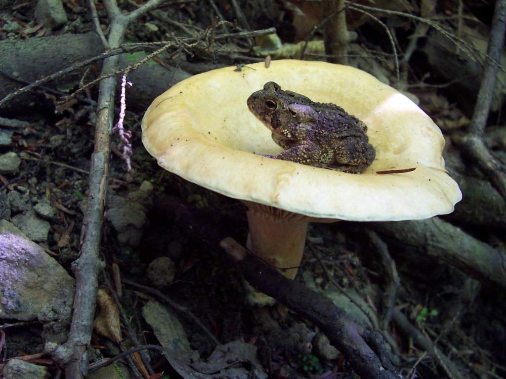 Toad