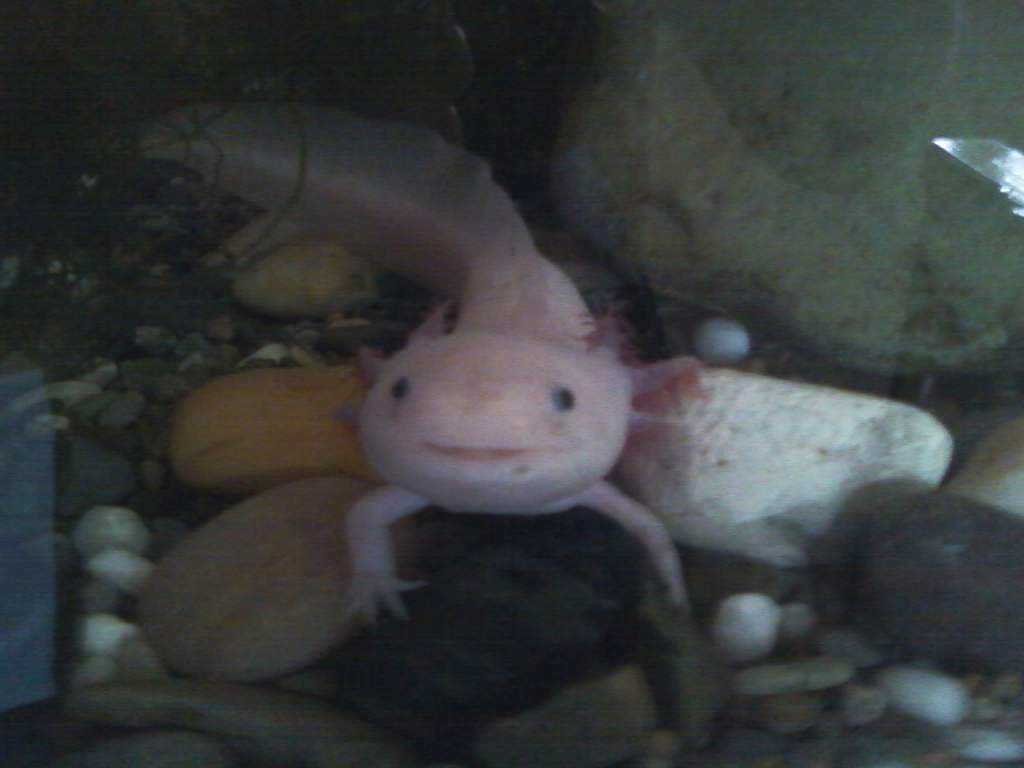 Tom always has his mouth open, such a wee cutie! (gravel has since been removed) RIP buddy.