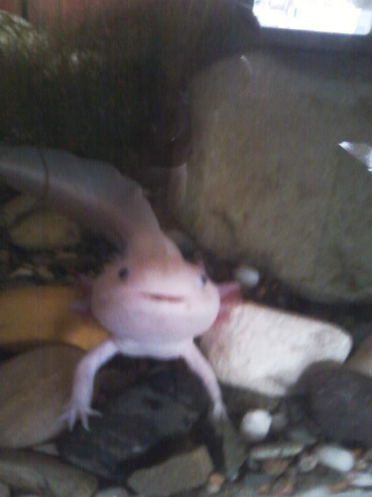 Tom looking cute (gravel has since been removed). RIP buddy