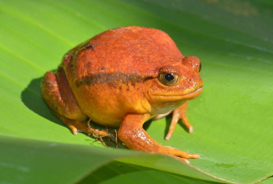 Tomato Frog Madagascar 2011