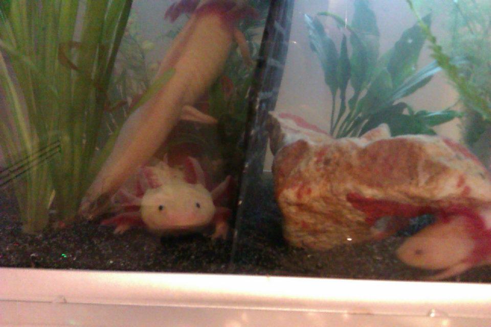 tony meeting his lady friends