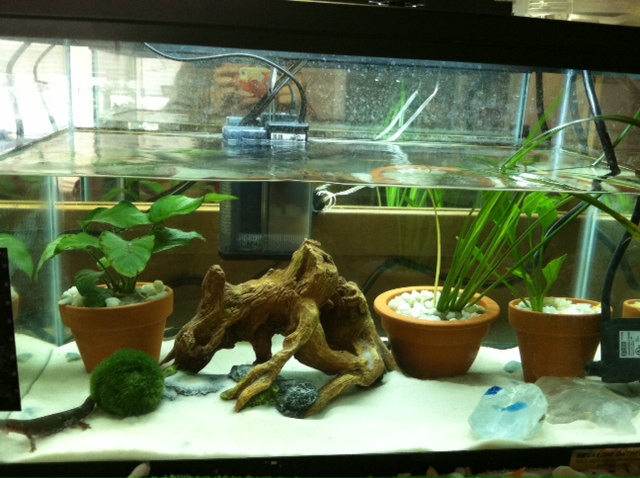took out some sand and rearranged the plants.