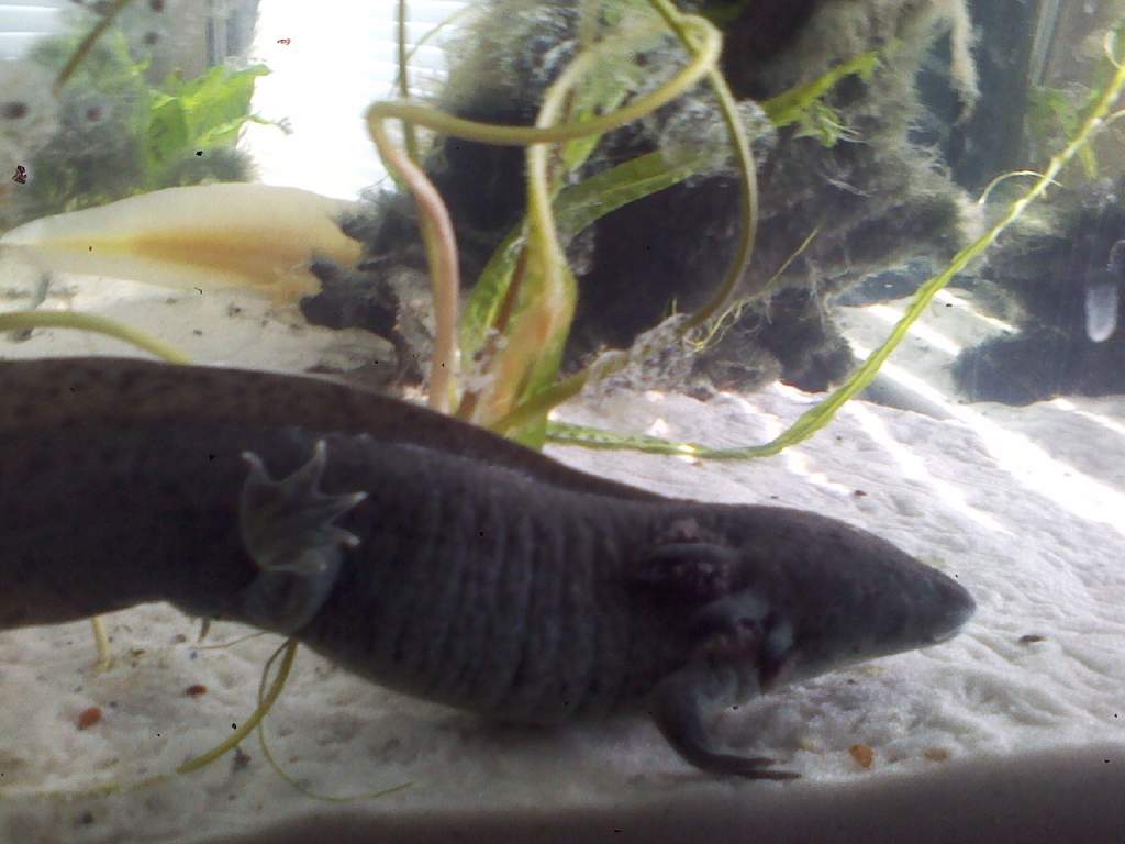 Toothless and Gronk, Soul mates <3