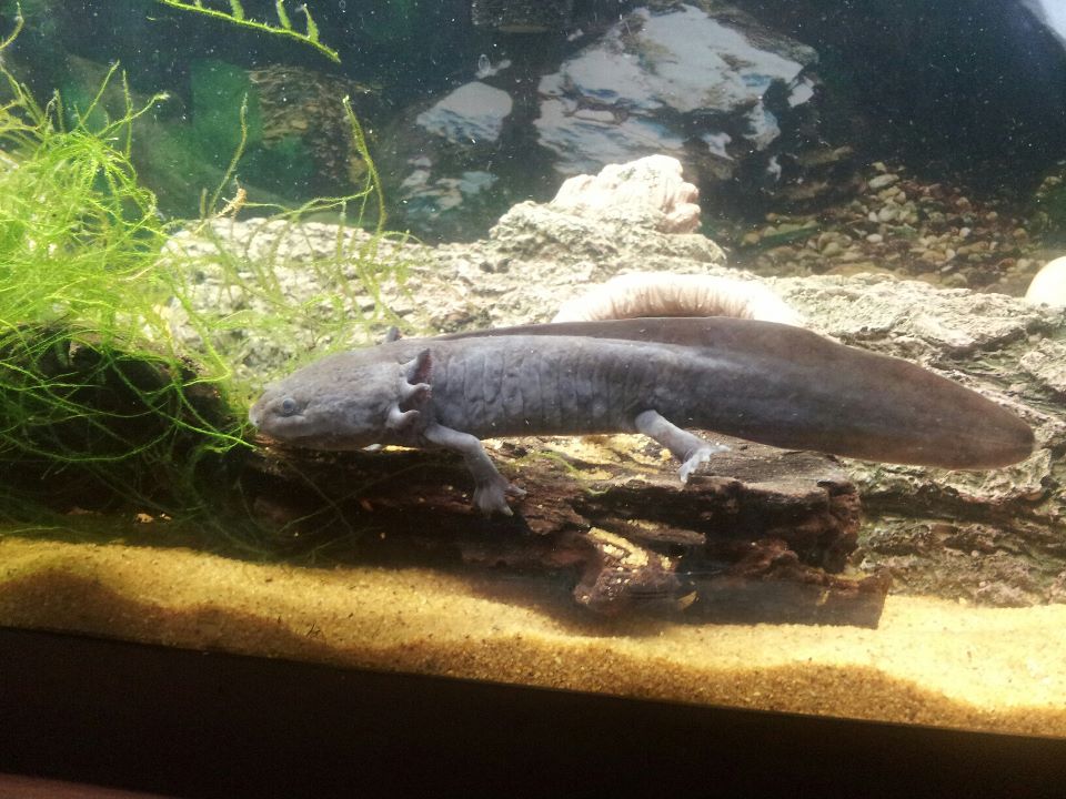Toothless full length