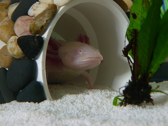 Toothless hanging out.