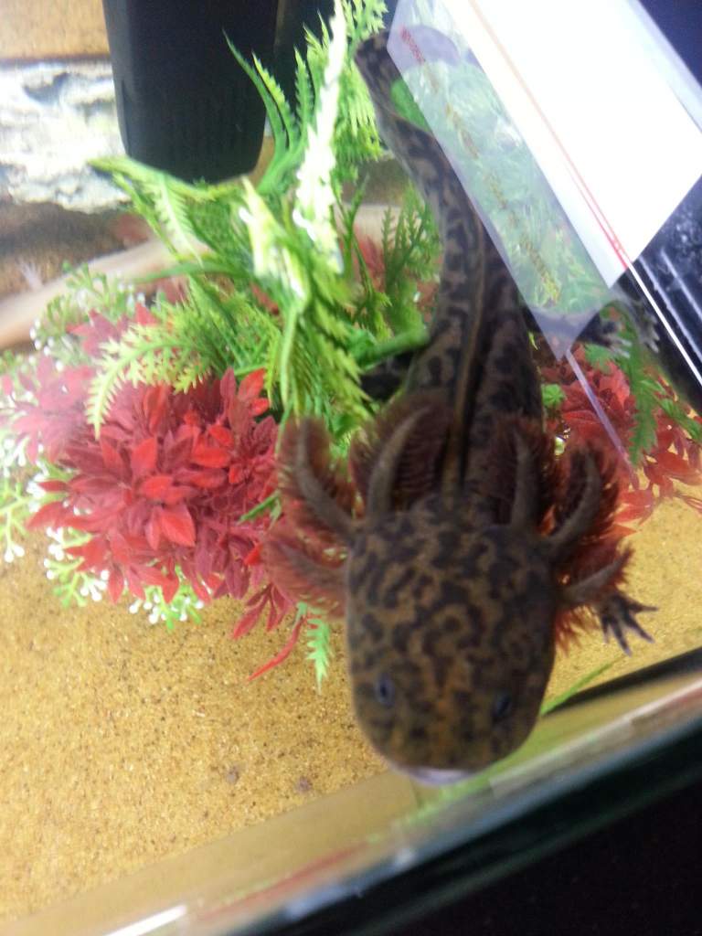 Toothless having a swim at the top of the tank (Ambystoma Andersoni)