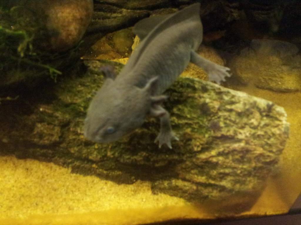 Toothless likes photos :-)