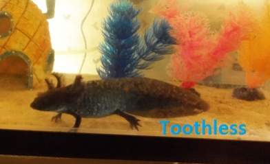 toothless new pic (2)
