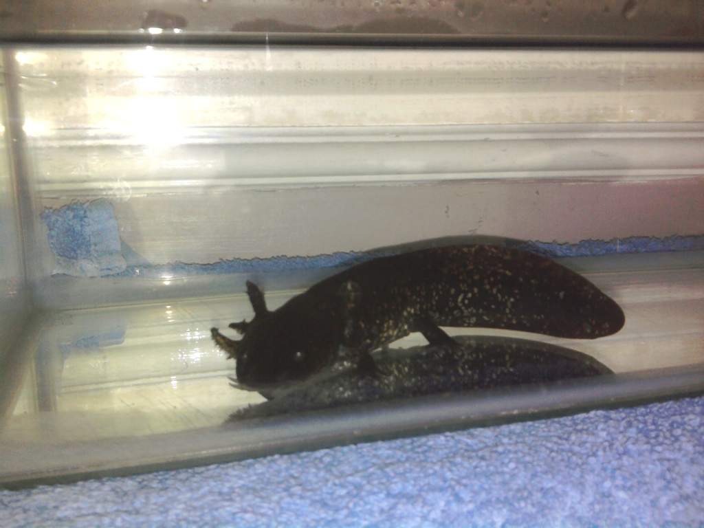 Toothless placed into a hospital tank while I cycled his tank. Look at his newly formed iridophores and slowly growing gills.