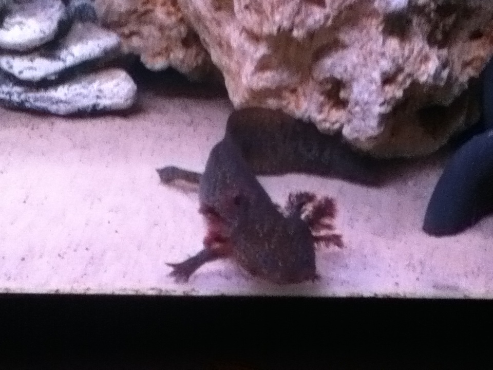 Toothless posing for you! Bad quality due to it being taken on my iPod.