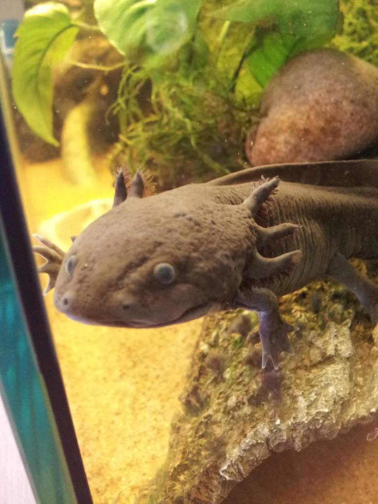 Toothless says hi :-)