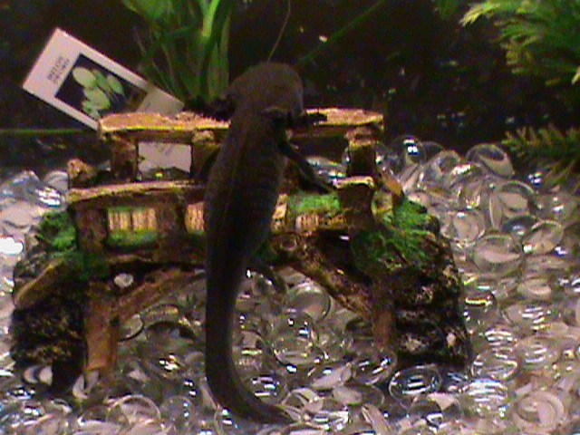 Toothless sots on his pot