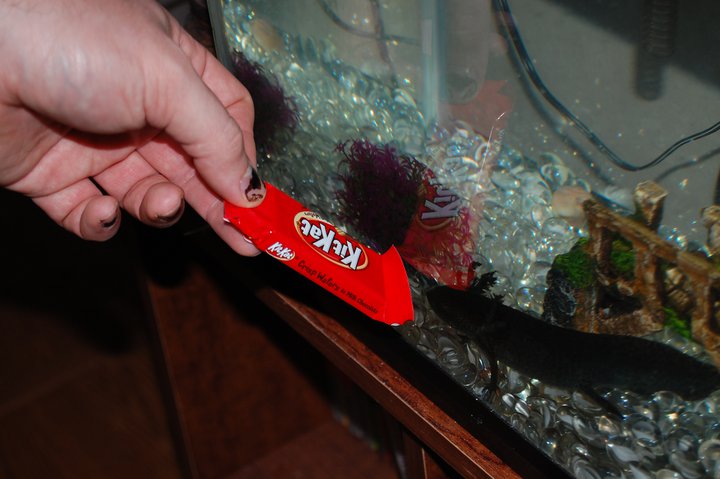 Toothless wants a kit-kat.