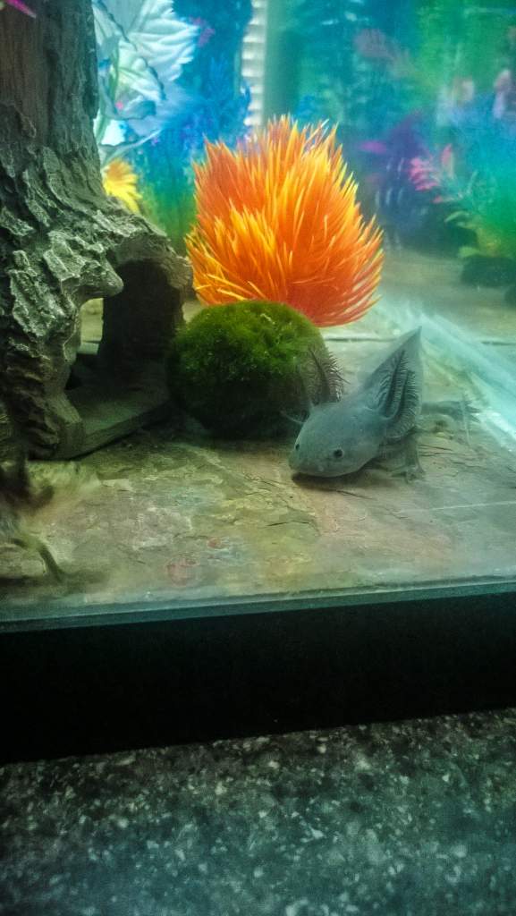 Toothless with Ragnar rushing to photo bomb