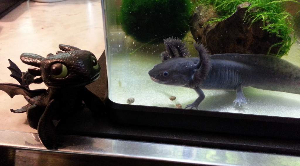 Toothless with Toothless, having second lunch ;-)
