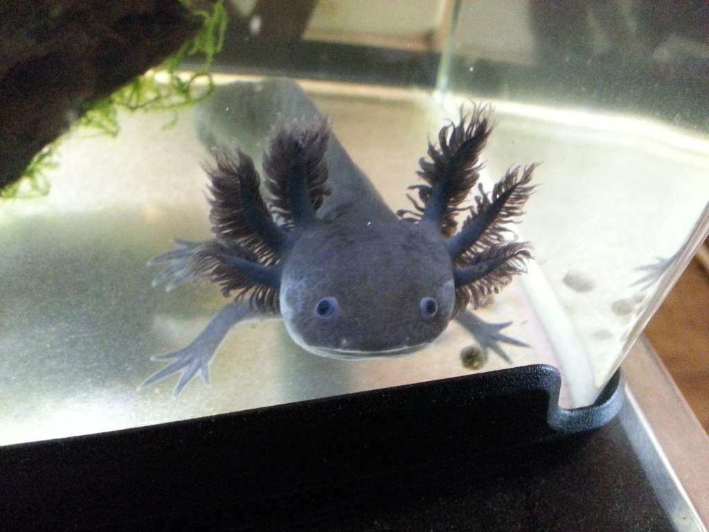 Toothless2