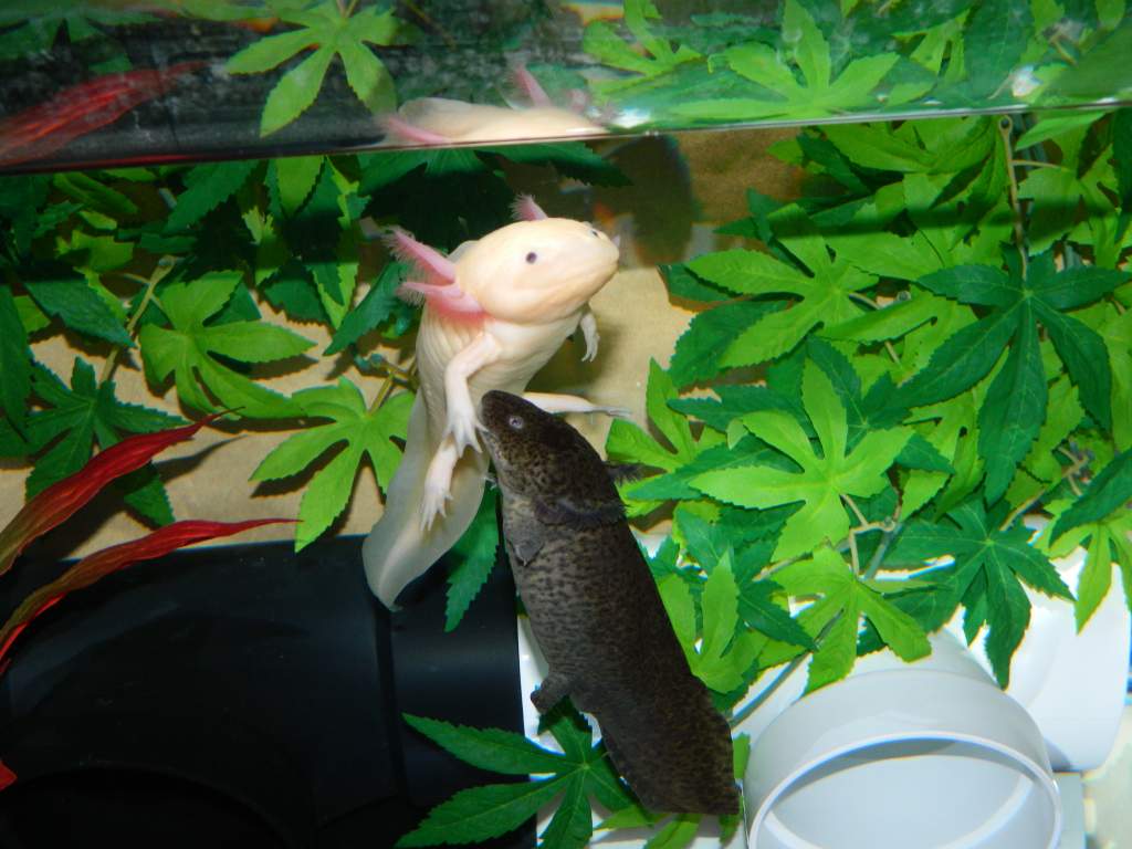 Torpedo!