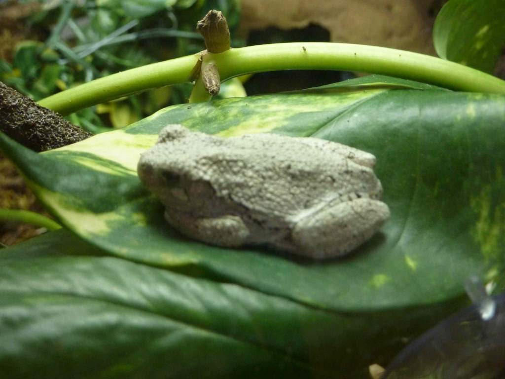 tree frog
