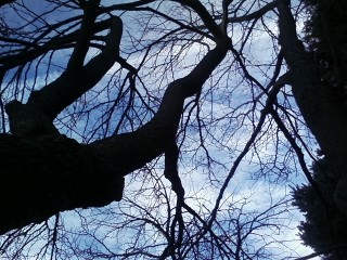 trees