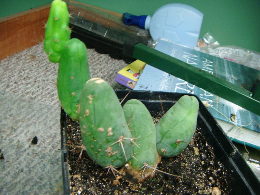 Trichocereus Bridgesii, monstrose strain. Very strange growth pattern.