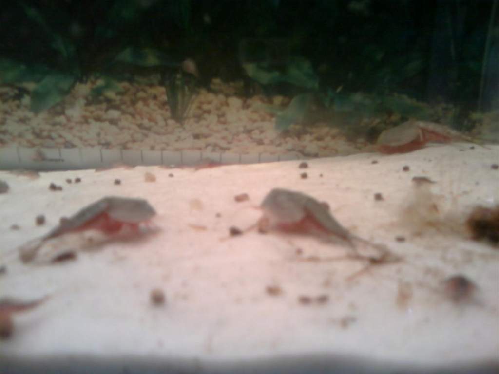 triops