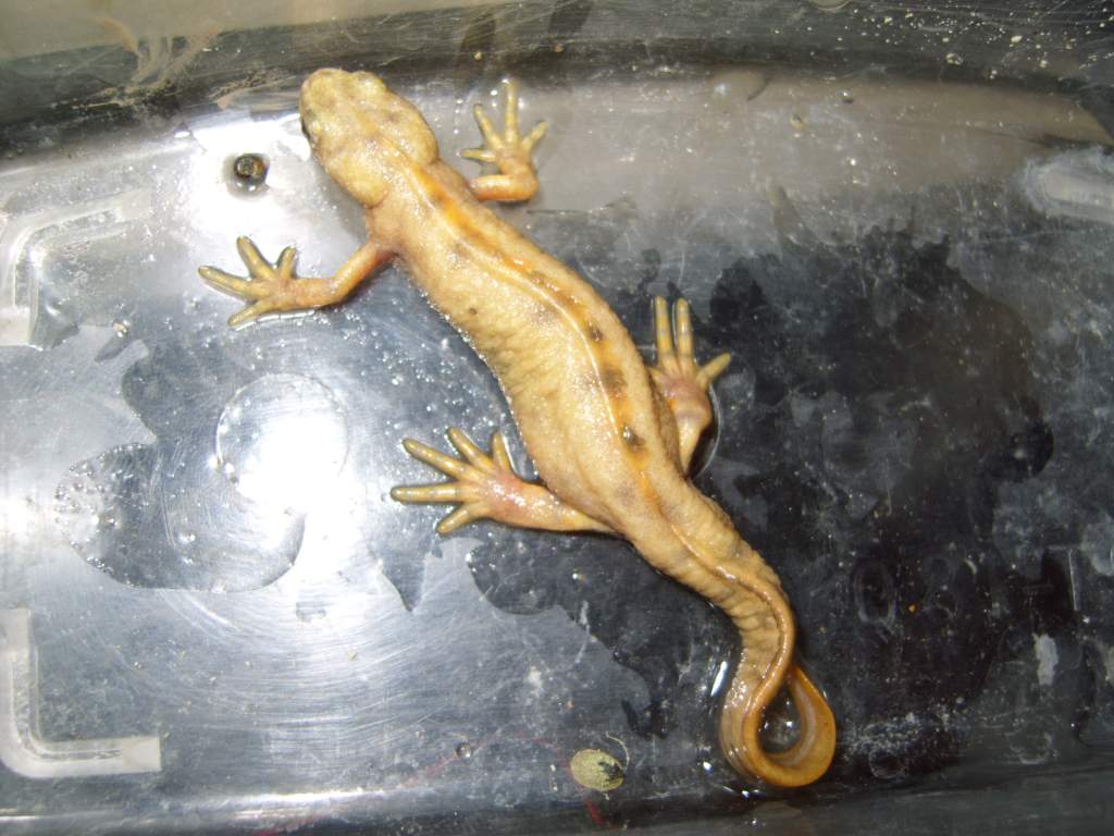 triturus carnifex flavistic