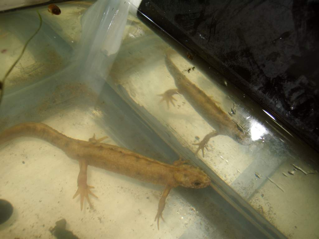 triturus carnifex flavistic
