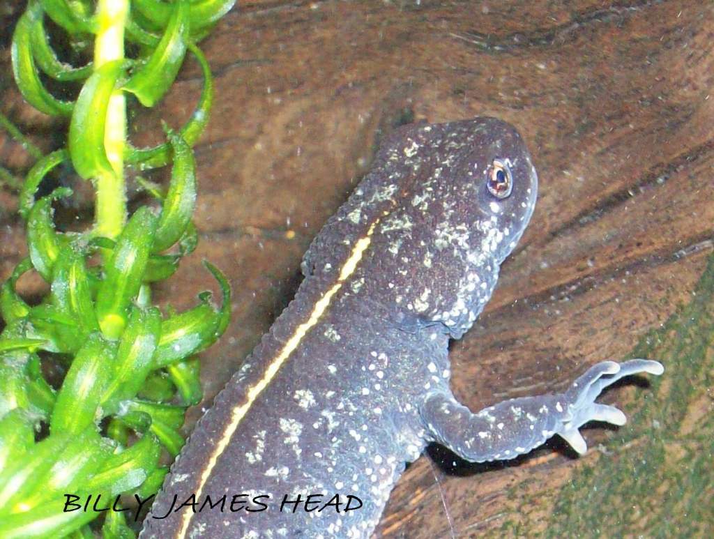 Triturus carnifex