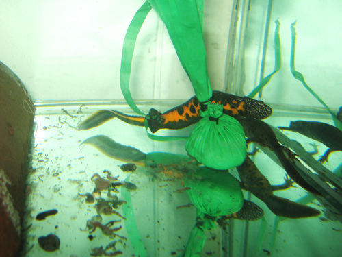 Triturus dobrogicus female depositing eggs