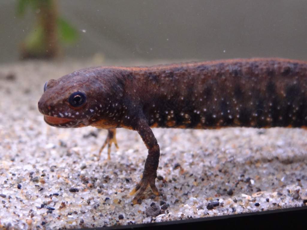 Triturus dobrogicus female eating a worm