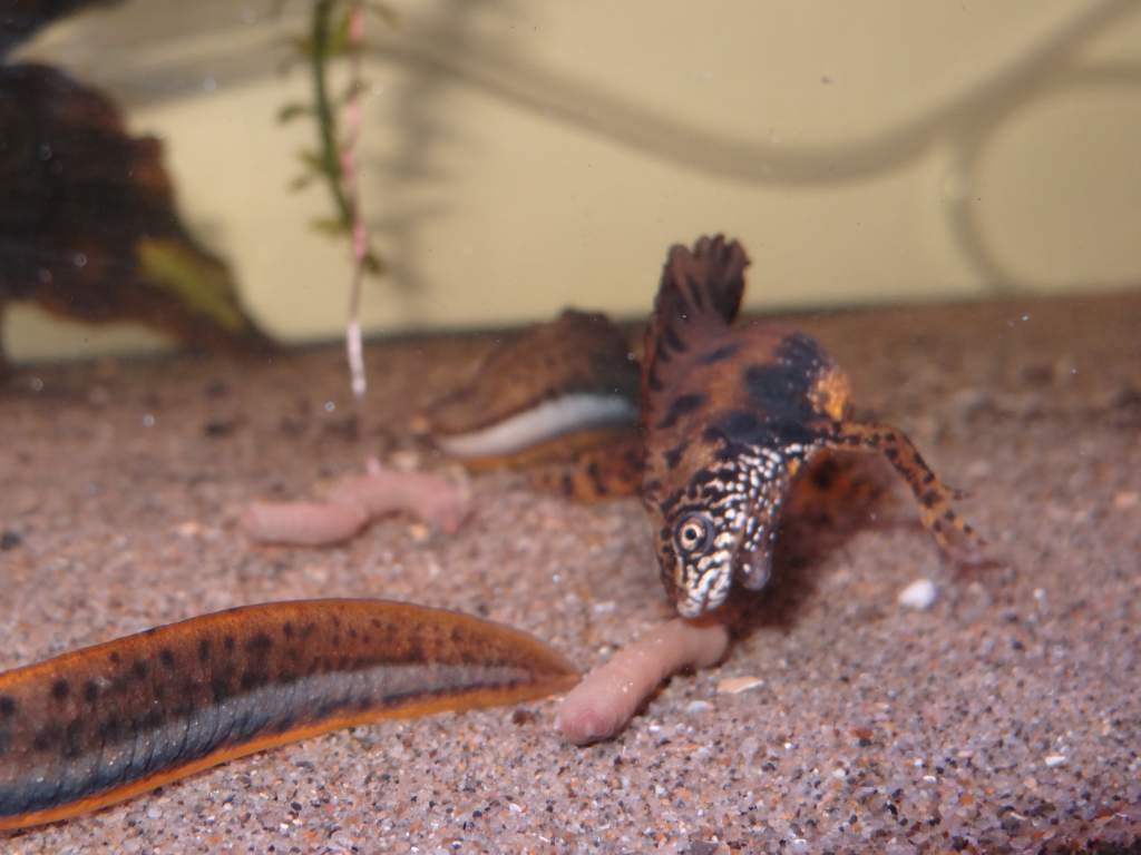 Triturus dobrogicus male right before chowing down