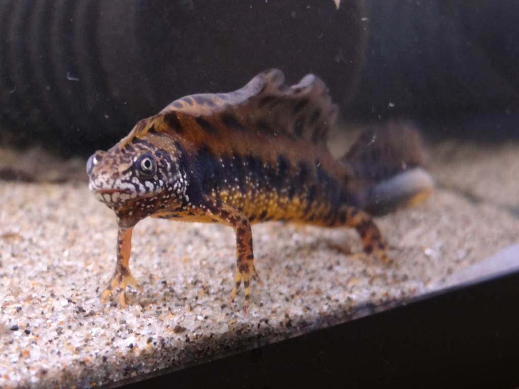 Triturus dobrogicus male.